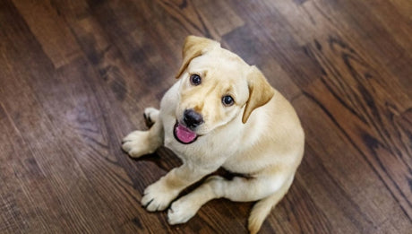 What is the Best Wood Floor that Doesn't Scratch? - BUILDMYPLACE